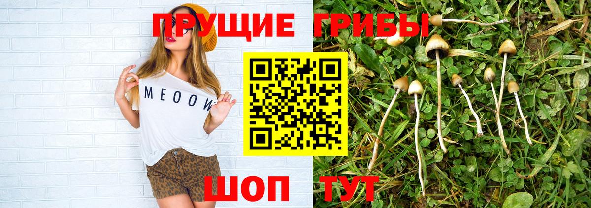 Псилоцибиновые грибы GOLDEN TEACHER  Вход с VPN  Волжский  Псилоцибиновые грибы Psilocybine cubensis 